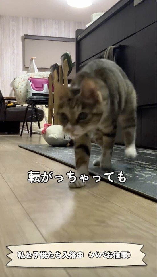 ぬいぐるみを追いかける猫