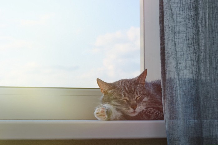 窓際で眠るシニア猫