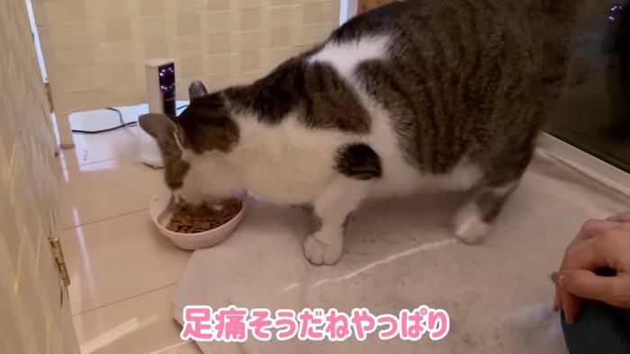 ごはんを食べる猫