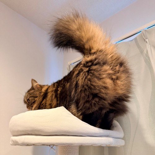 モフモフおしり