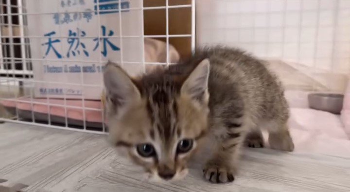 足に力が入らない子猫