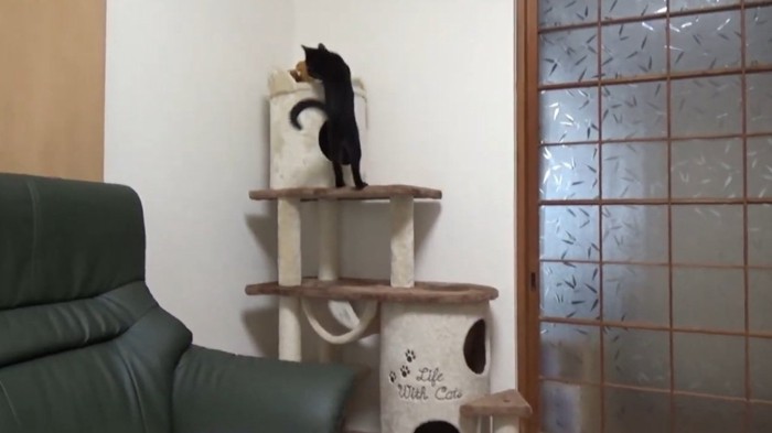 おもちゃをとりにいく猫