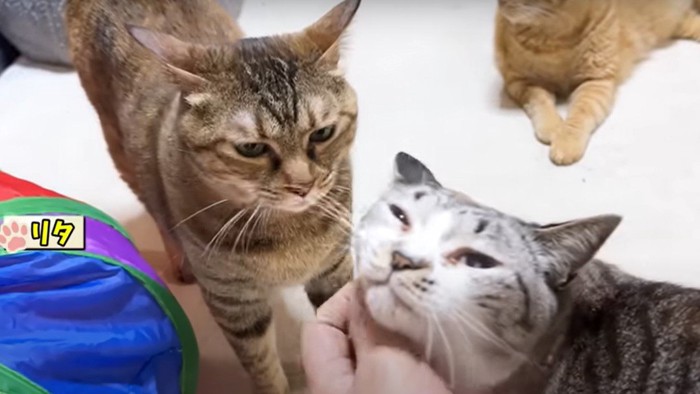 飼い主の元に集まってくる猫たち