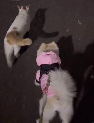 散歩する猫と犬