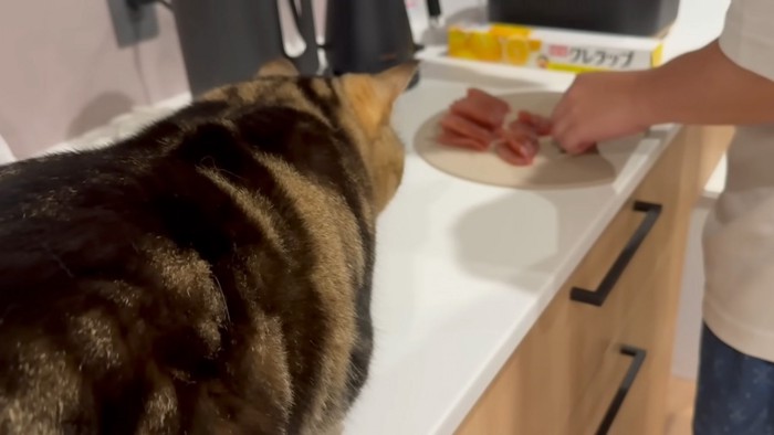 狙う猫