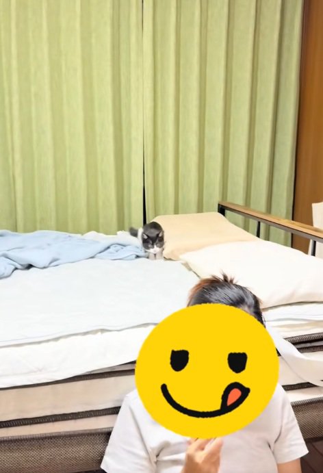 ベッドの上で飼い主さんの髪をねらう子猫とスマホを見る飼い主