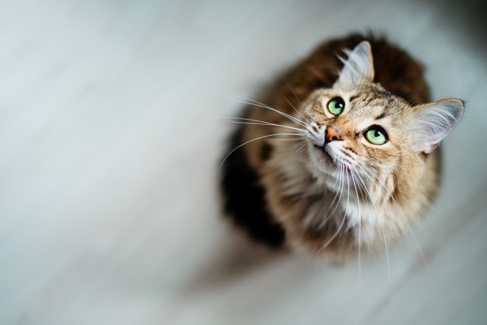 上を見上げて待ってる猫