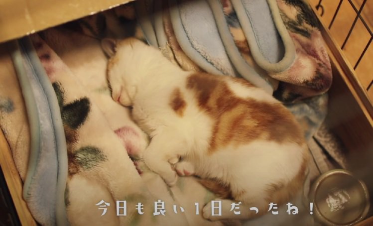 幸せそうに寝る子猫