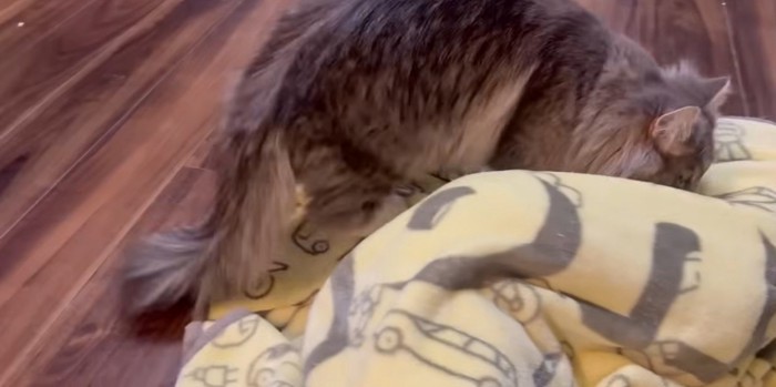 ブランケットの上に立っている猫