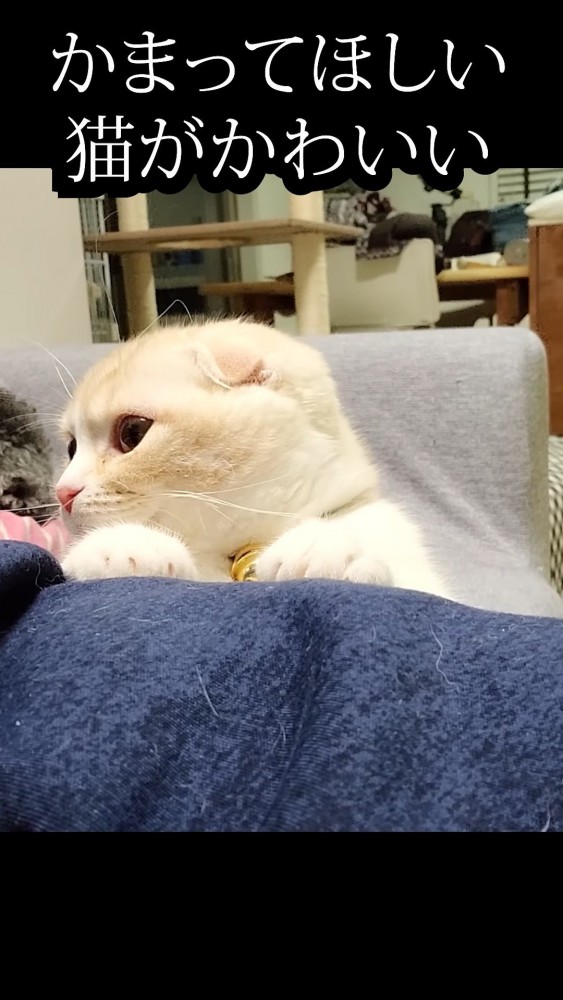 飼い主の脚に手を置く猫