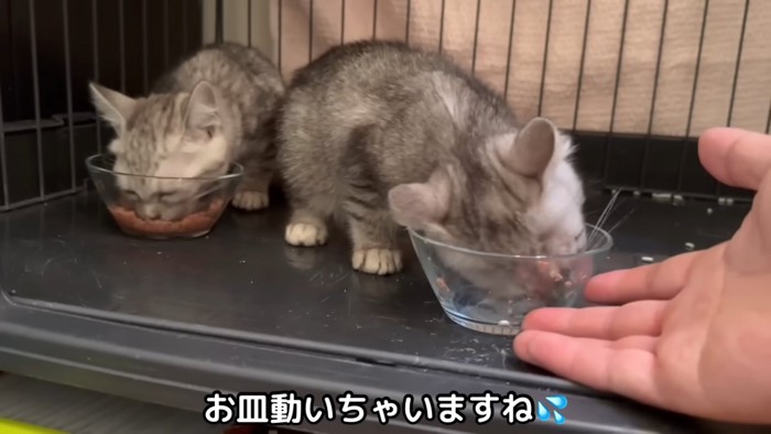 お皿をなめる子猫