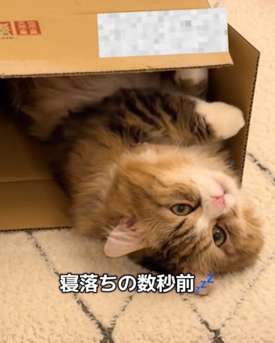 手を出す猫