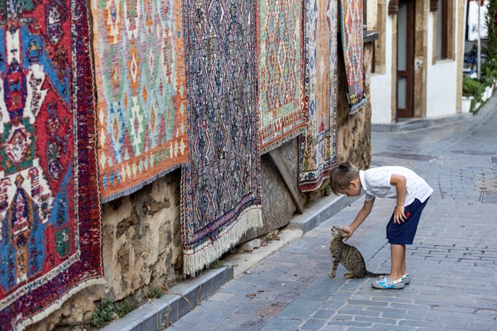 トルコの街角で、猫をなでる少年