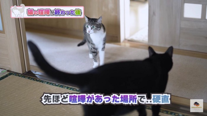 手前の黒猫、奥のキジシロ