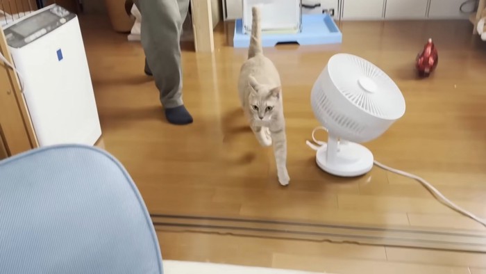部屋の中で走る猫と人