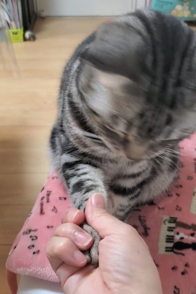 お手をする猫