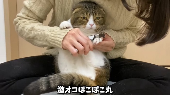 怒った顔の猫