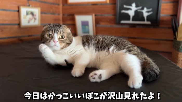 寝そべる猫