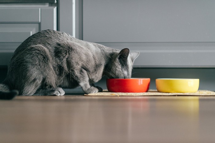 赤い食器からごはんを食べる猫