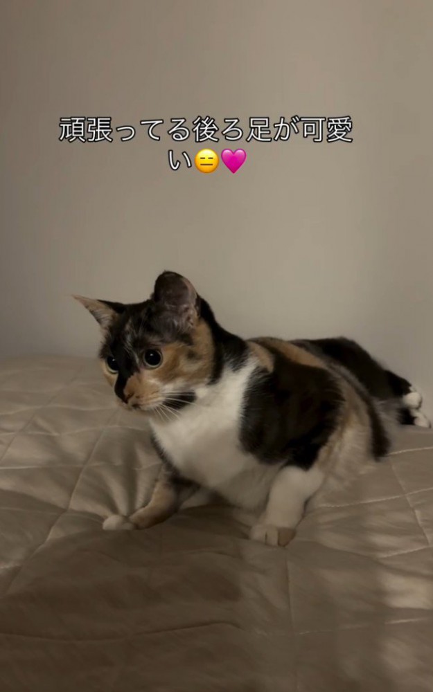 「頑張ってる…」と書かれた写真