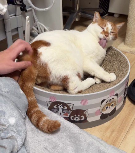 リラックスしている猫