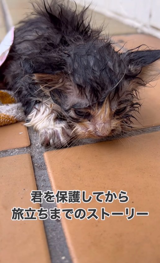 薄汚れた子猫