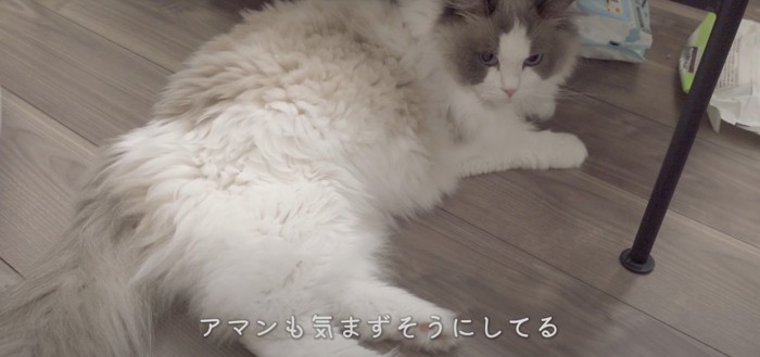 寝そべる猫