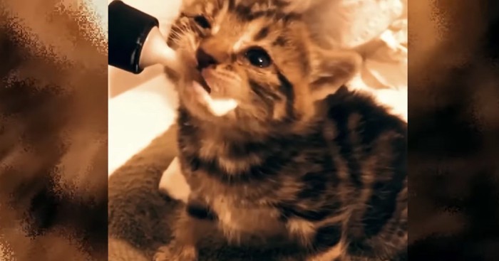 ミルクを飲む子猫