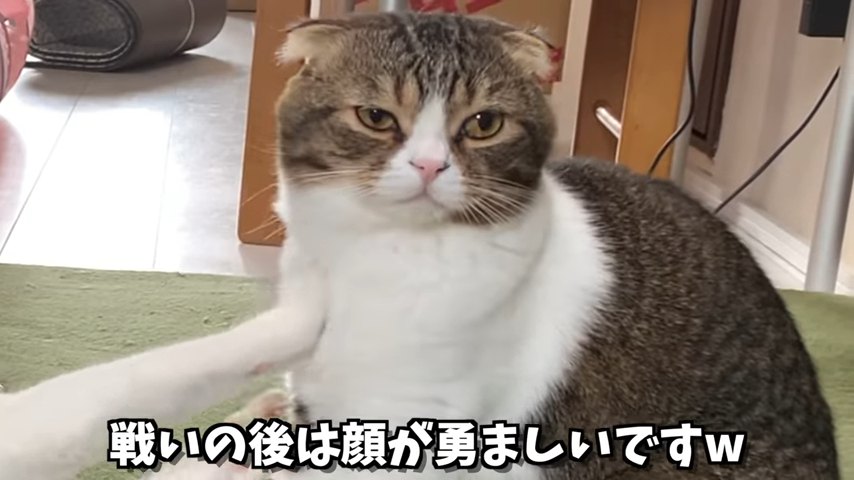 おすわりする猫の顔