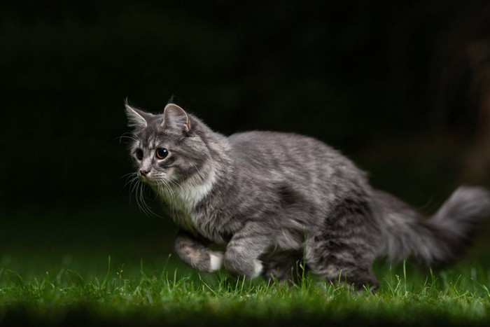 夜に走る猫