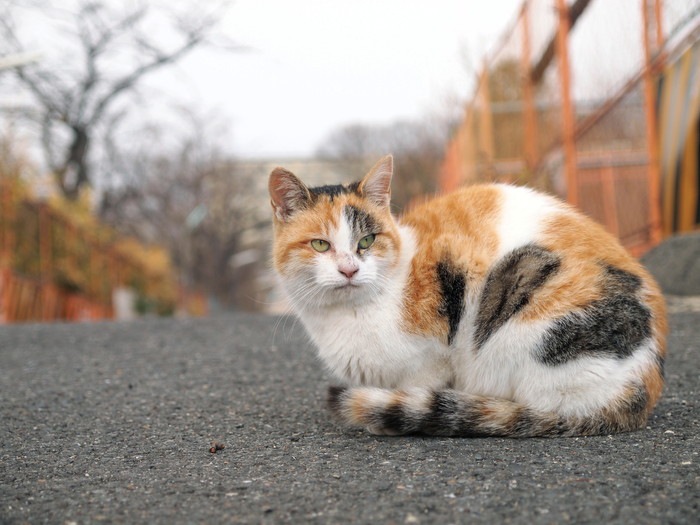 道端の三毛猫