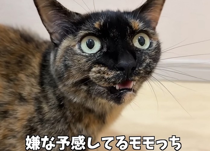 猫のアップ（嫌な予感しているモモっち）