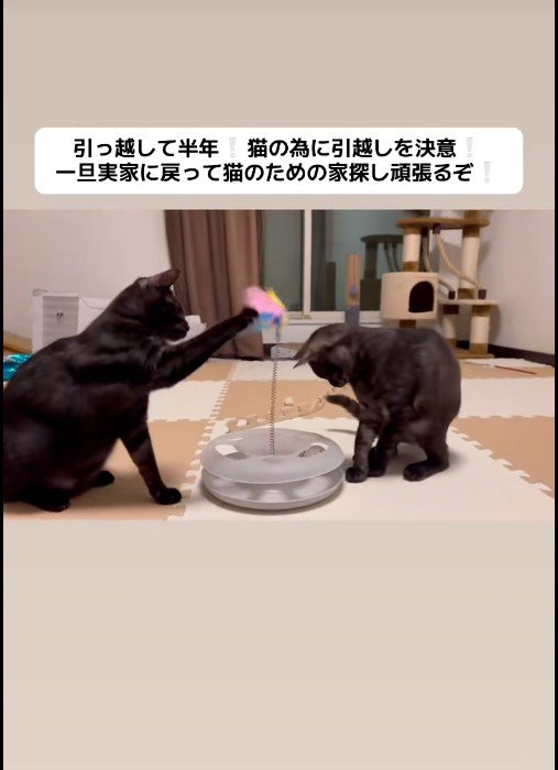おもちゃで遊んでいる子猫と猫