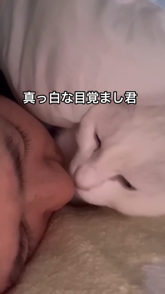 飼い主と触れ合う猫