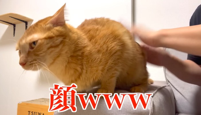 顔wwwの文字と猫