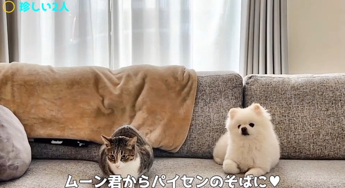 ソファの上の猫と犬