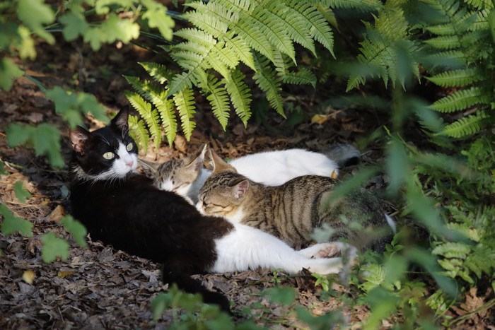 草むらで授乳中の猫