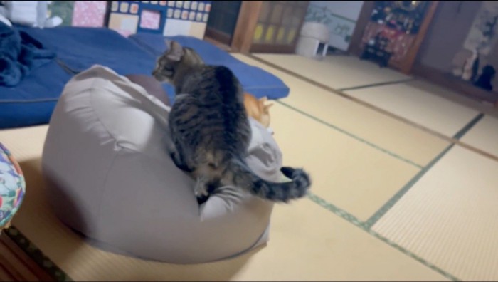 クッションに飛び乗る猫