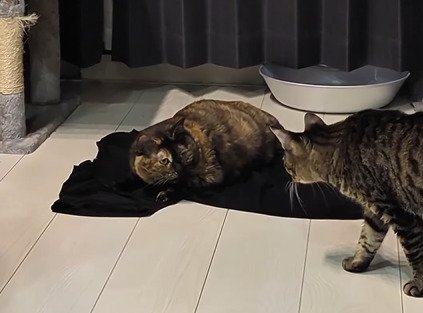 うにちゃんへ近づくモカちゃん