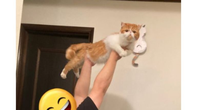 男性に持ち上げられている猫