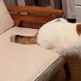 白いソファに後ろ足を乗せる猫