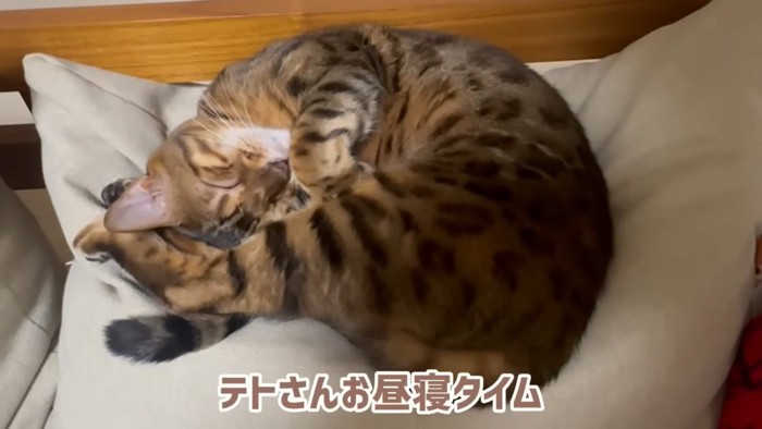 「テトさんお昼寝タイム」