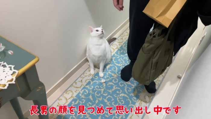 なでられる猫