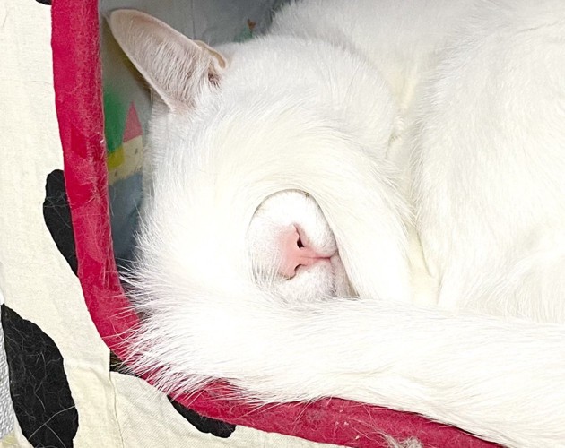 自分のしっぽを目に乗せる白猫