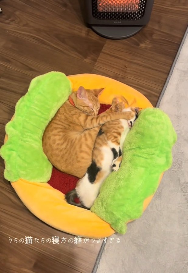 眠る2匹の猫