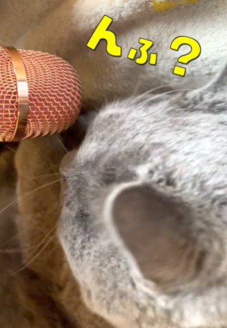 起き上がる猫