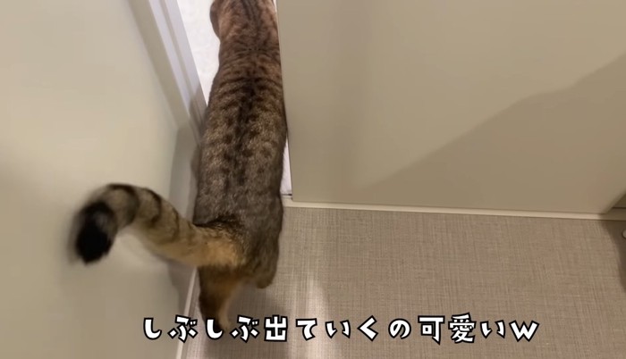 しぶしぶ