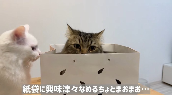 紙袋に入る猫