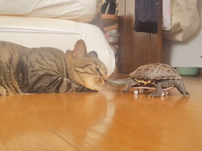 顔を近づける猫と亀