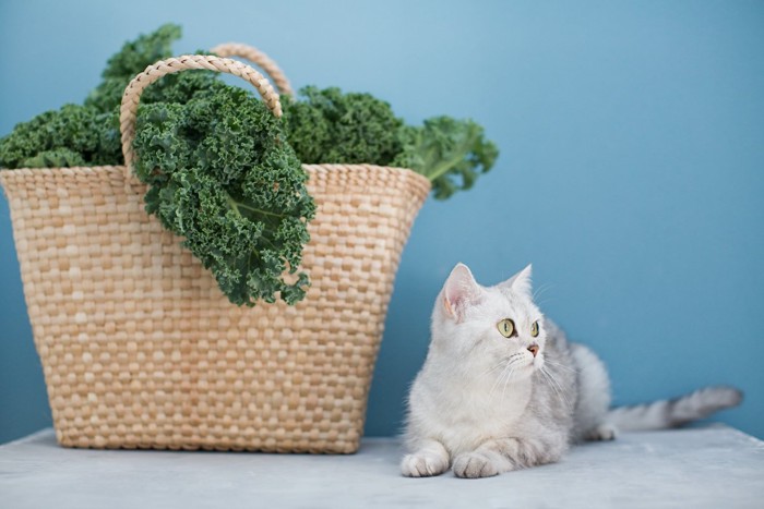 カゴの横に座る猫